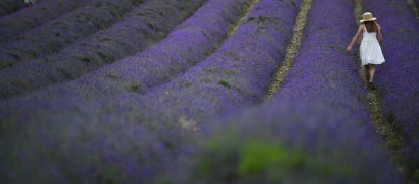 Lavanda tarlasında qız, arxiv şəkli - Sputnik Азербайджан