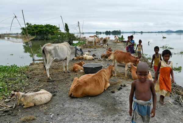 Дети проходят мимо рогатого скота в затопленном округе Моригаон, Индия  - Sputnik Азербайджан