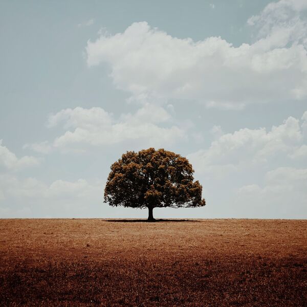 Снимок Alone австралийского фотографа Glenn Homann, получивший главный приз в номинации Trees конкурса IPPAWARDS 2020 - Sputnik Азербайджан