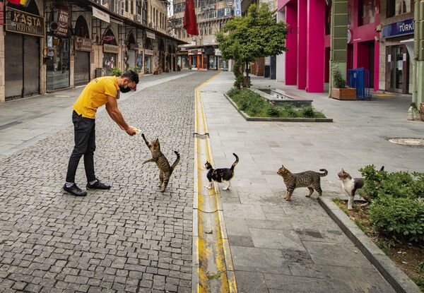 Снимок Social distance meal order турецкого фотографа Mehmet Aslan, поступивший на конкурс Mars Petcare Comedy Pet Photography Awards - Sputnik Азербайджан