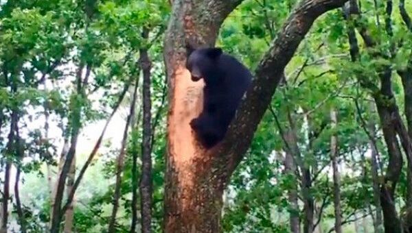 Медведь-сладкоежка забрался на дерево поесть мед - редкие кадры  - Sputnik Азербайджан