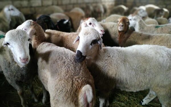 Qurbanlıq qoyunlar Qurbanlıq qoyunlar - Sputnik Azərbaycan