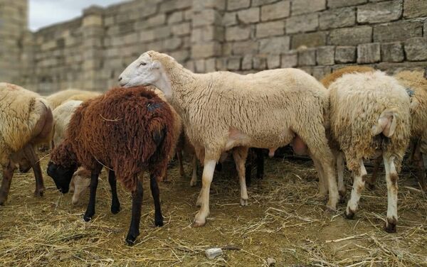 Qurbanlıq qoyunlar Qurbanlıq qoyunlar - Sputnik Azərbaycan