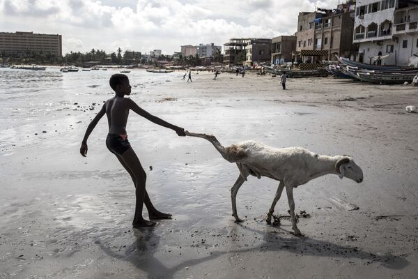 Молодой овцевод тащит одну из своих овец в Дакаре, Сенегал - Sputnik Азербайджан