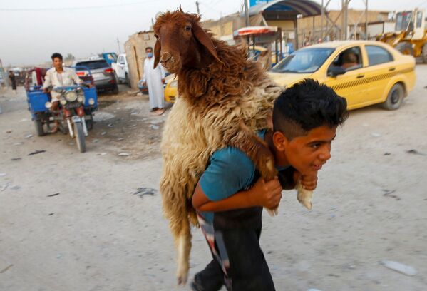 Мальчик несет овцу на рынке скота в Наджафе, Ирак - Sputnik Азербайджан