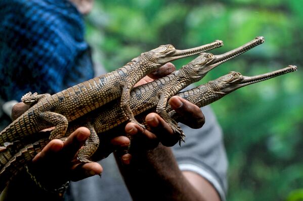 Работник парка с маленькими крокодилами в индийском городе Ченнай - Sputnik Азербайджан