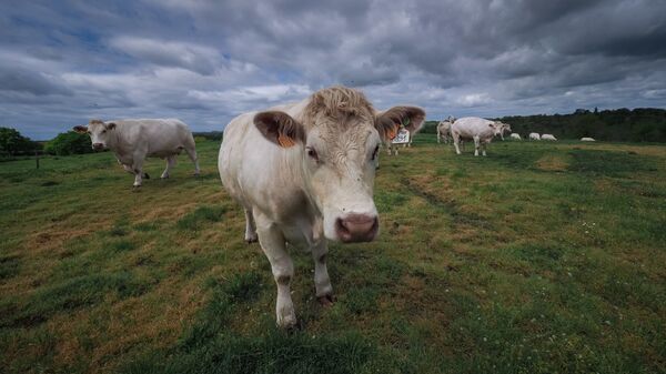 Коровы, фото из архива - Sputnik Азербайджан