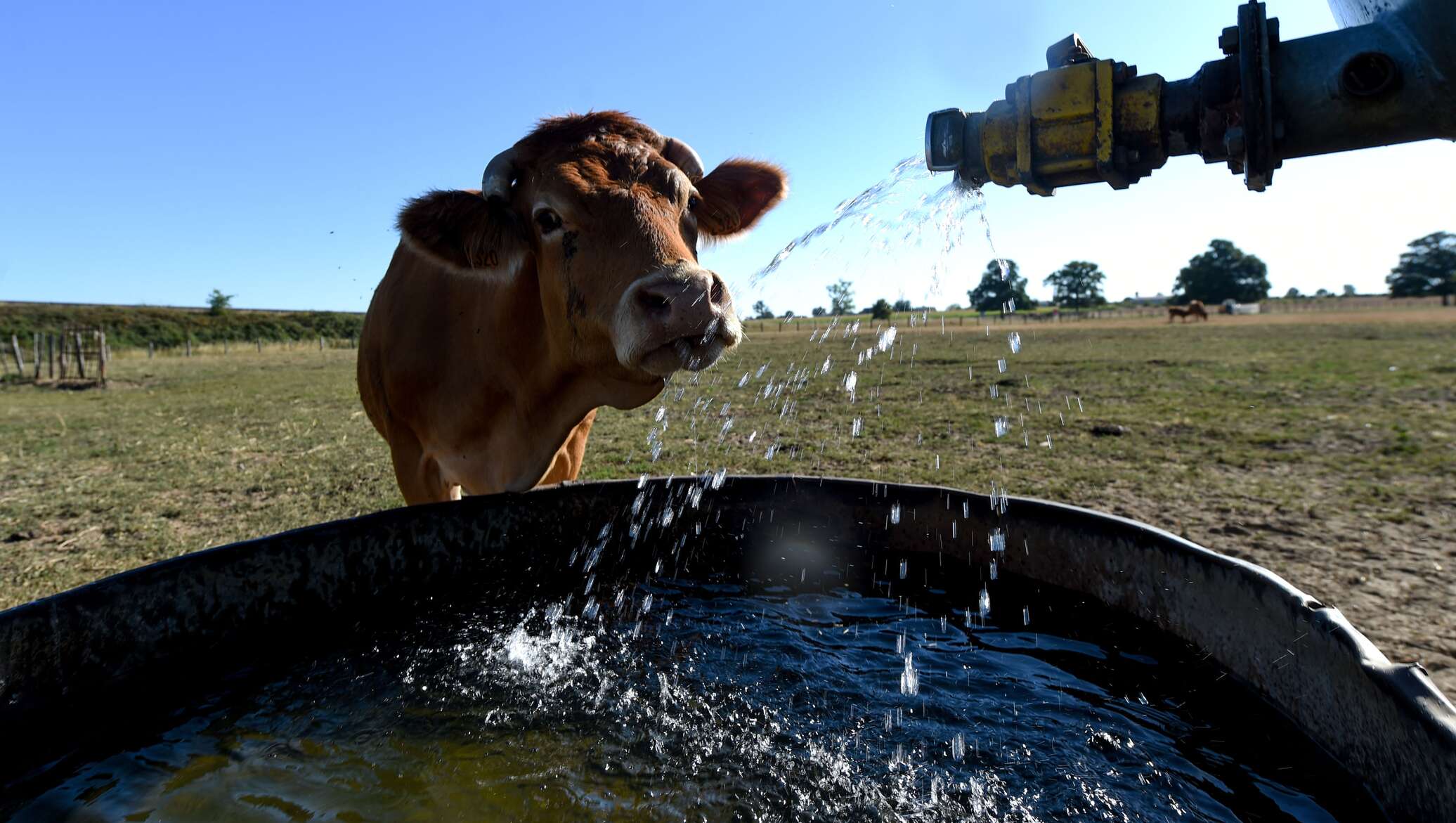 Корова плохо пьет. Корова пьет воду. Поение коров. Корова пьет. Вода в сельском хозяйстве.