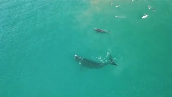 В Австралии самка кита сбила хвостом сёрферов, подплывших слишком близко к её детёнышу - Sputnik Азербайджан