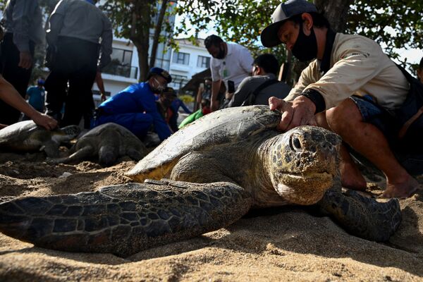  Люди готовятся выпустить зеленых морских черепах на пляже острове Бали, конфискованных у контрабандистов - Sputnik Азербайджан
