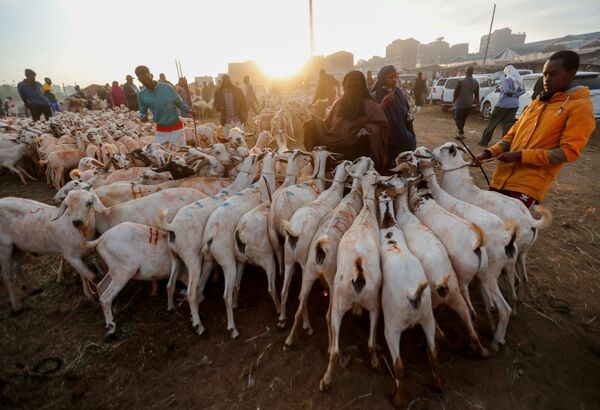 Мусульмане покупают коз для праздника Курбан-байрам в Найроби, Кения  - Sputnik Azərbaycan