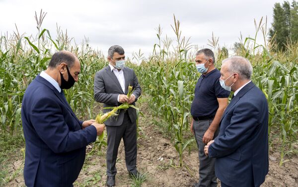 Министр сельского хозяйства Инам Керимов во время осмотра посевных площадей и фруктовых садов в Бардинском и Тертерском районах - Sputnik Азербайджан