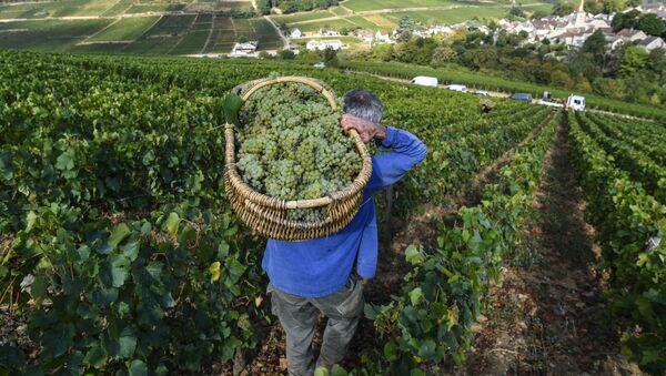 Урожай винограда, фото из архива - Sputnik Azərbaycan