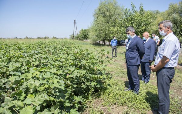  В Азербайджане кукурузные поля обработали пестицидами при помощи дронов - Sputnik Азербайджан