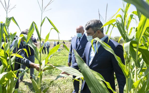  В Азербайджане кукурузные поля обработали пестицидами при помощи дронов - Sputnik Азербайджан