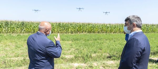 Qarğıdalı sahələri dronlar vasitəsilə dərmanlanıb - Sputnik Азербайджан