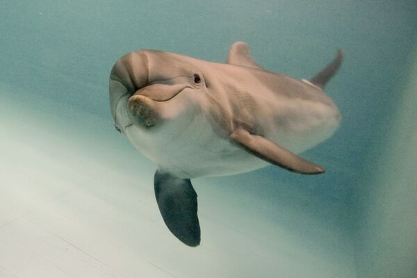 Дельфин-афалина в Московском дельфинарии - Sputnik Азербайджан