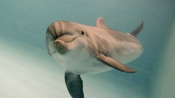 Дельфин-афалина в Московском дельфинарии - Sputnik Азербайджан