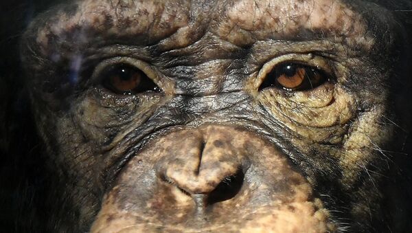Молодая самка шимпанзе Анфиса в парке флоры и фауны Роев ручей на окраине Красноярска - Sputnik Азербайджан