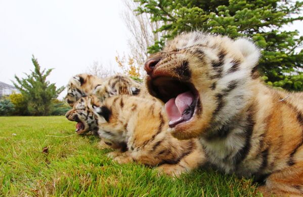 Новорожденные амурские тигрята в сафари-парке Тайган в Крыму - Sputnik Азербайджан
