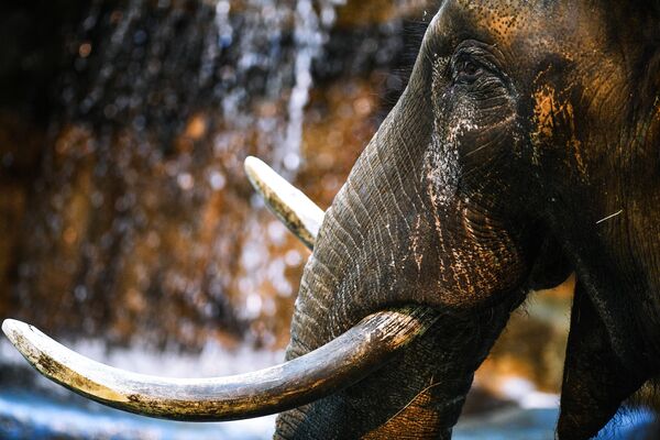 Африканский слон в Московском зоопарке - Sputnik Азербайджан