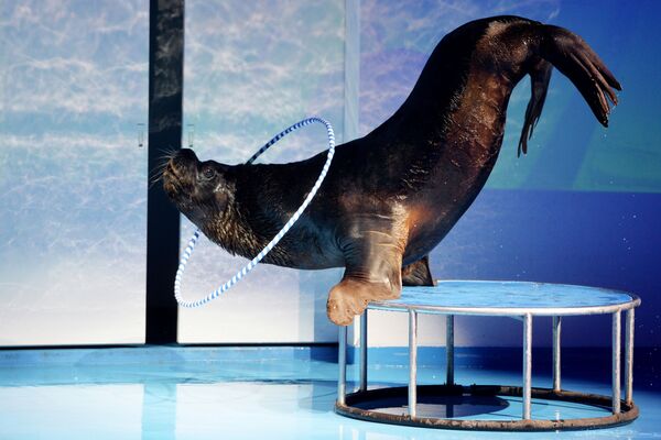 Калифорнийский морской лев во время репетиции дельфин-шоу «Легенда начинается» в океанариуме Дельфин в Екатеринбурге - Sputnik Азербайджан