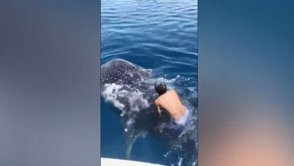 Китовая акула играет с пловцом  - Sputnik Азербайджан