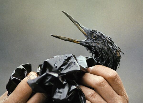 Покрытая нефтью птица после разлива из нефтяного танкера Exxon Valdez на Аляске  - Sputnik Азербайджан