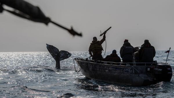 Китобои во время охоты на кита в Беринговом проливе - Sputnik Азербайджан