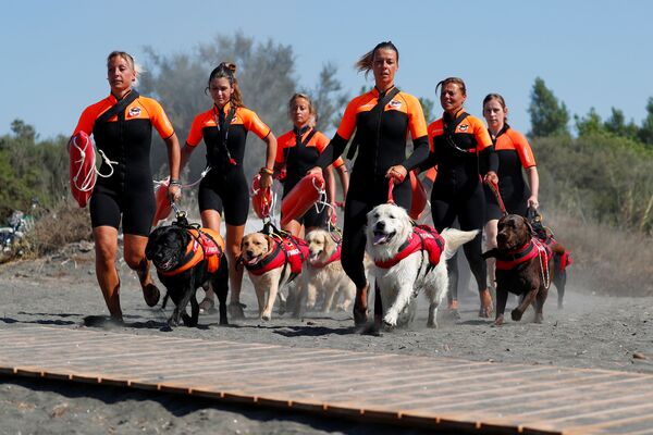 Группа итальянских женщин-спасателей со своими собаками на тренировке - Sputnik Азербайджан