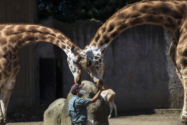 Кипер кормит жирафов в La Aurora Zoo в Гватемале - Sputnik Азербайджан