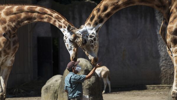 Кипер кормит жирафов в La Aurora Zoo в Гватемале - Sputnik Azərbaycan