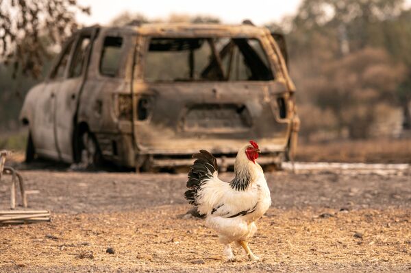Петух у сгоревшего автомобиля в Вакавилле, Калифорния  - Sputnik Азербайджан