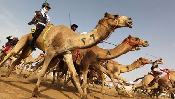 В Дубае возобновили верблюжьи бега - Sputnik Азербайджан