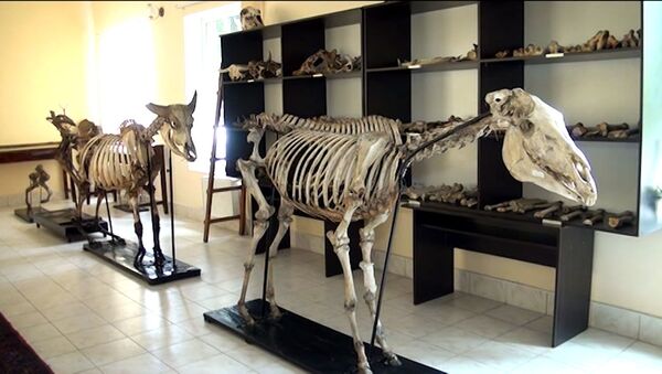 Скелет льва из российского зоопарка полвека хранится в Гяндже - Sputnik Азербайджан