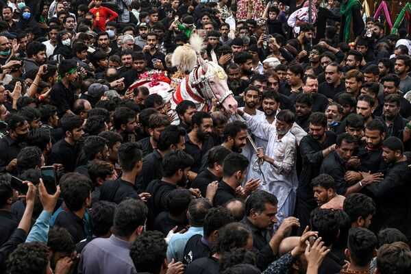 Шииты стараются дотронуться до белой лошади во время праздника Ашура в Пакистане  - Sputnik Азербайджан