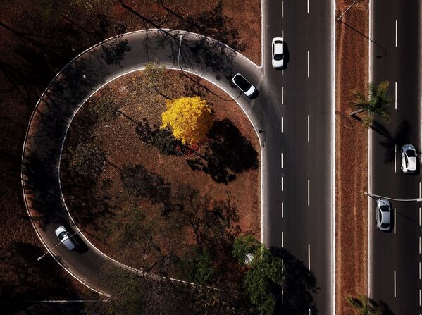 Цветение дерева ипе в Бразилии  - Sputnik Azərbaycan