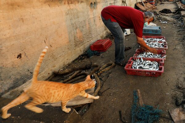 Рыбак с уловом и кот в морском порту Газы - Sputnik Азербайджан