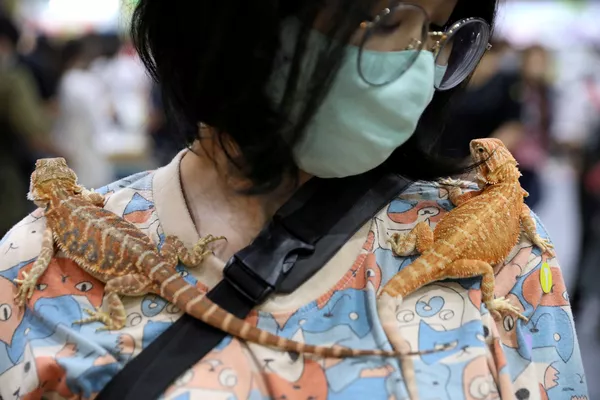 Женщина с гекконами на выставке Pet Expo Thailand в Бангкоке Женщина с гекконами на выставке Pet Expo Thailand в Бангкоке - Sputnik Азербайджан