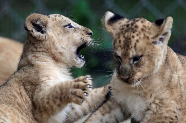 Новорожденные берберийские львята в зоопарке в Двур-Кралове-над-Лабем, Чехия  - Sputnik Азербайджан