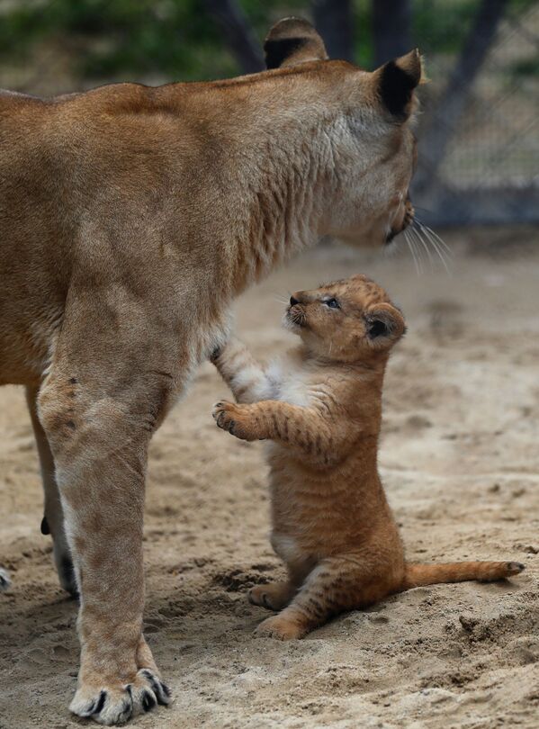 Новорожденный берберийский львенок с львицей в зоопарке в Двур-Кралове-над-Лабем, Чехия  - Sputnik Азербайджан