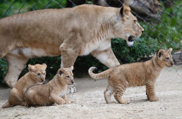Новорожденные берберийские львята с львицей в зоопарке в Двур-Кралове-над-Лабем, Чехия  - Sputnik Азербайджан