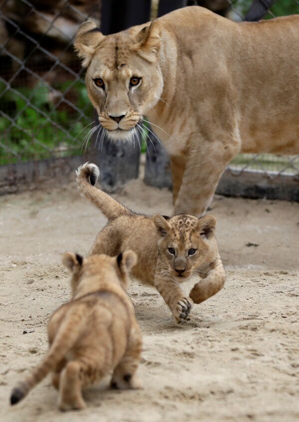 Новорожденные берберийские львята с львицей в зоопарке в Двур-Кралове-над-Лабем, Чехия - Sputnik Азербайджан