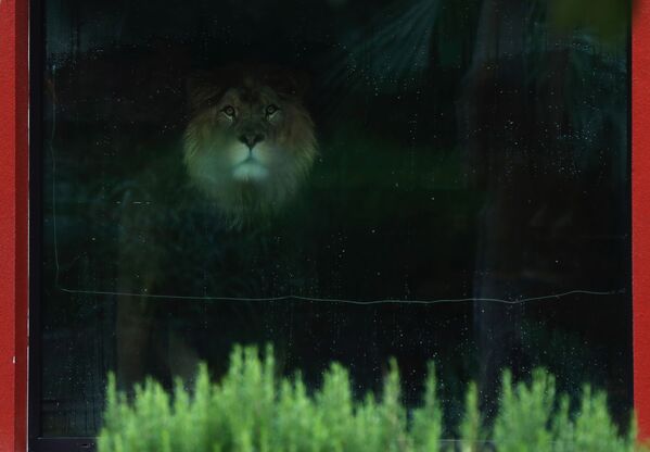Берберийский лев в зоопарке в Двур-Кралове-над-Лабем, Чехия - Sputnik Азербайджан