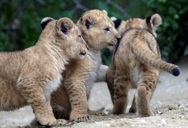 Новорожденные берберийские львята в зоопарке в Двур-Кралове-над-Лабем, Чехия - Sputnik Азербайджан
