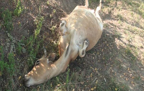 В Загатале неизвестные расстреляли коров - Sputnik Азербайджан