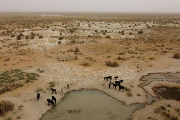 Ослы пьют воду из пруда возле высохшего русла реки Шуле в пустыне Гоби в провинции Ганьсу, Китай - Sputnik Азербайджан