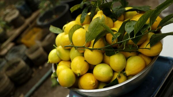 Урожай лимона, фото из архива - Sputnik Azərbaycan