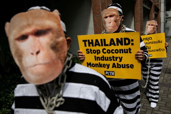 Активисты движения за права животных PETA протестуют против жестокого обращением с обезьянами в кокосовой промышленности Таиланда - Sputnik Азербайджан