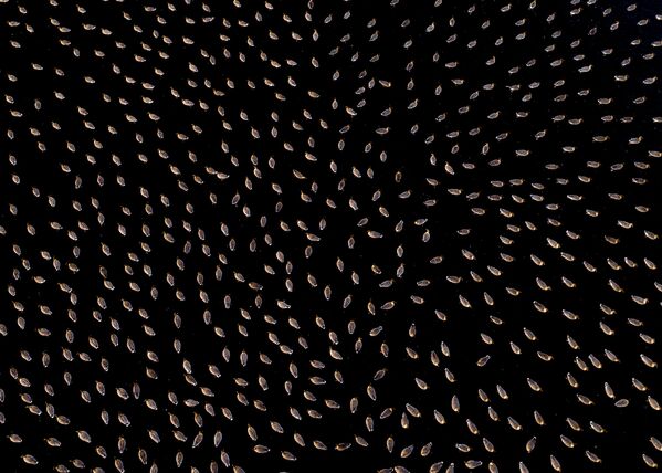 Снимок Гусиная симметрия норвежского фотографа Терье Колаас, победивший в категории Новые технологии в фотографии дикой природы конкурса Золотая Черепаха-2020 - Sputnik Азербайджан